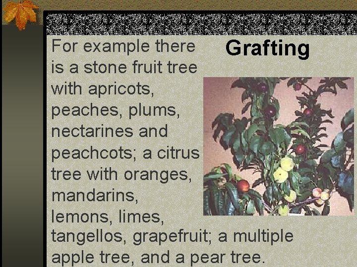 For example there Grafting is a stone fruit tree with apricots, peaches, plums, nectarines