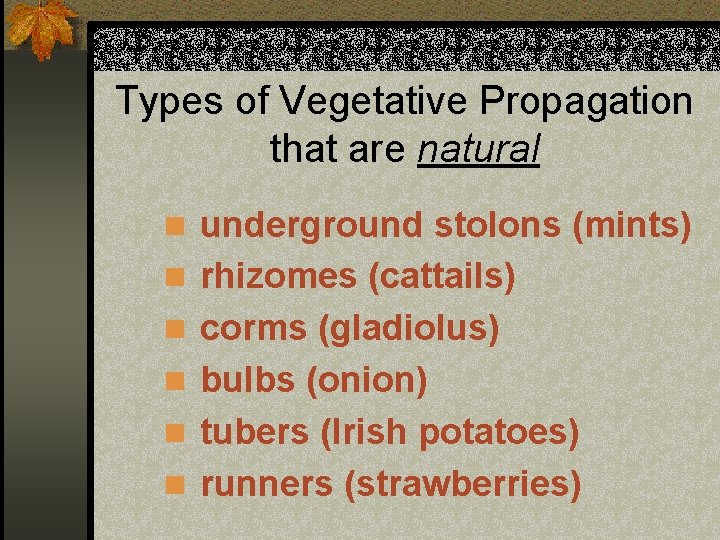 Types of Vegetative Propagation that are natural n underground stolons (mints) n rhizomes (cattails)