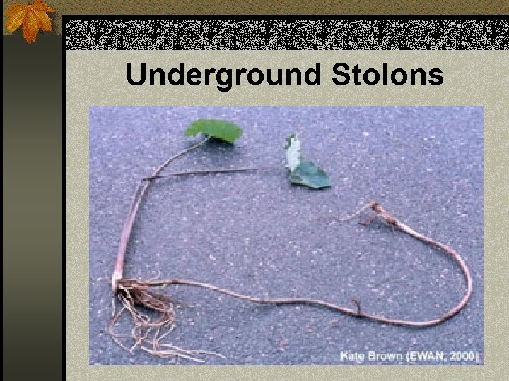 Underground Stolons 