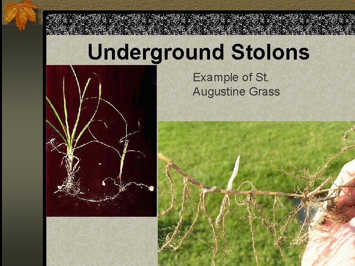 Underground Stolons Example of St. Augustine Grass 
