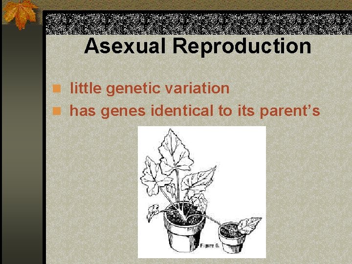 Asexual Reproduction n little genetic variation n has genes identical to its parent’s 