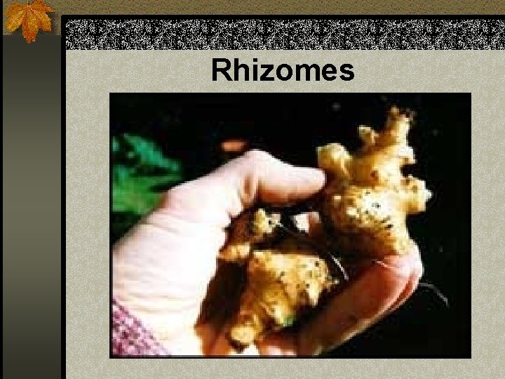 Rhizomes 