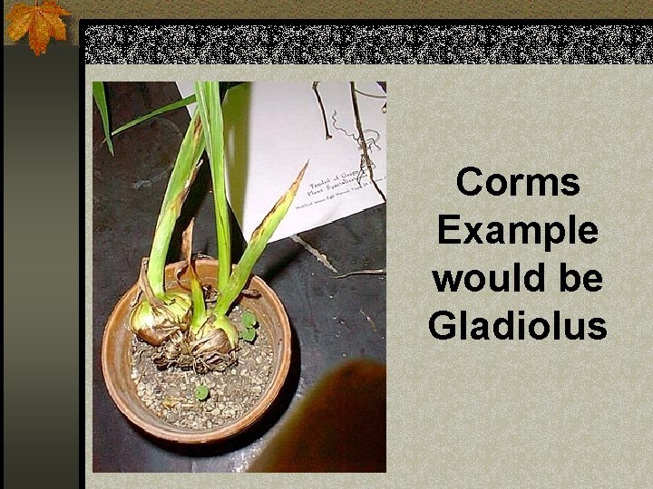 Corms Example would be Gladiolus 