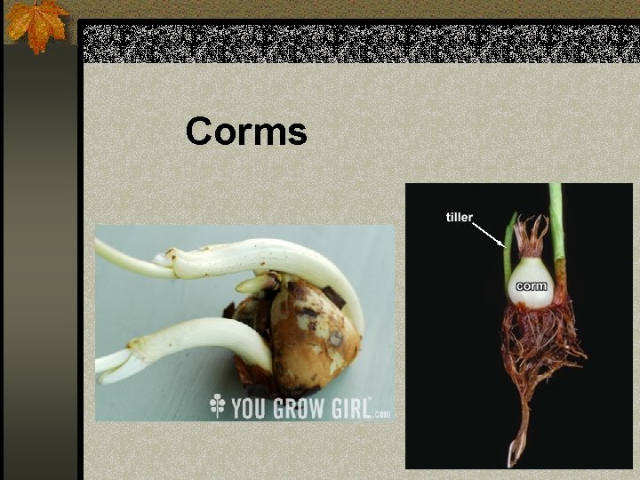 Corms 