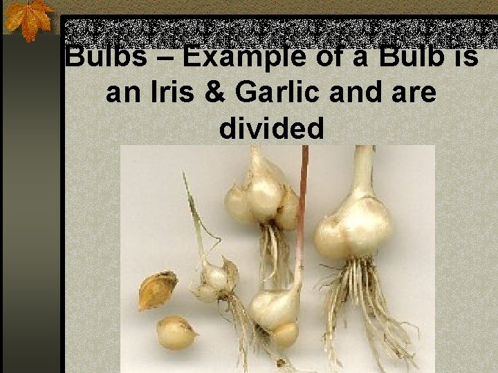 Bulbs – Example of a Bulb is an Iris & Garlic and are divided