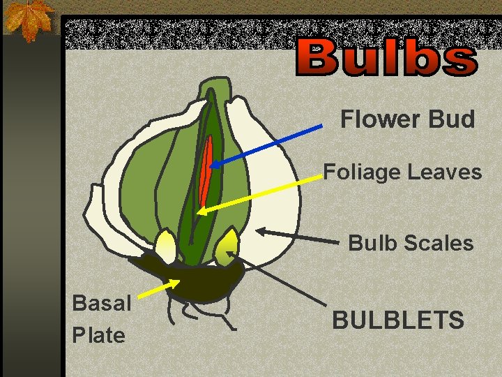 Flower Bud Foliage Leaves Bulb Scales Basal Plate BULBLETS 