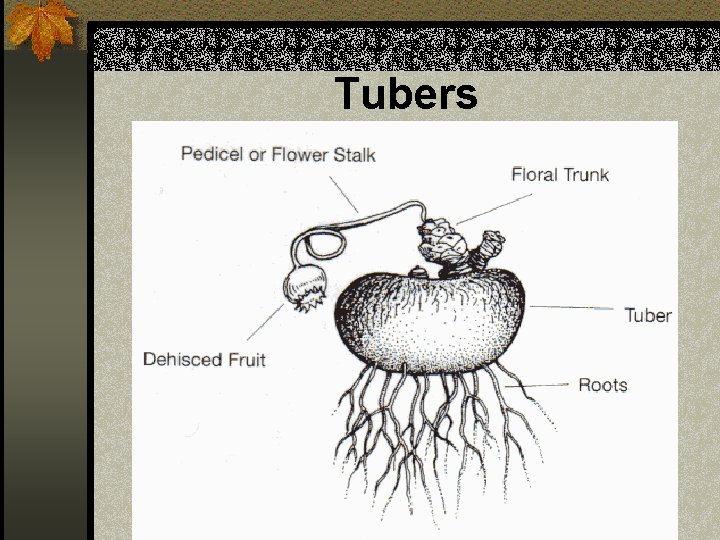 Tubers 