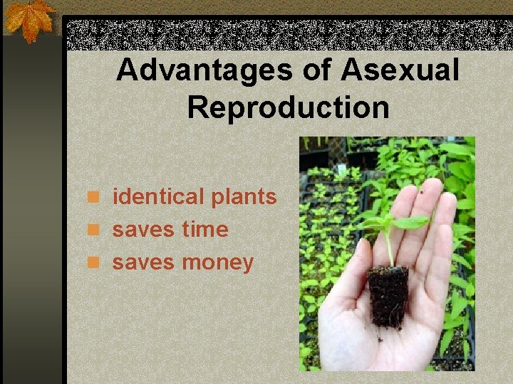 Advantages of Asexual Reproduction n identical plants n saves time n saves money 