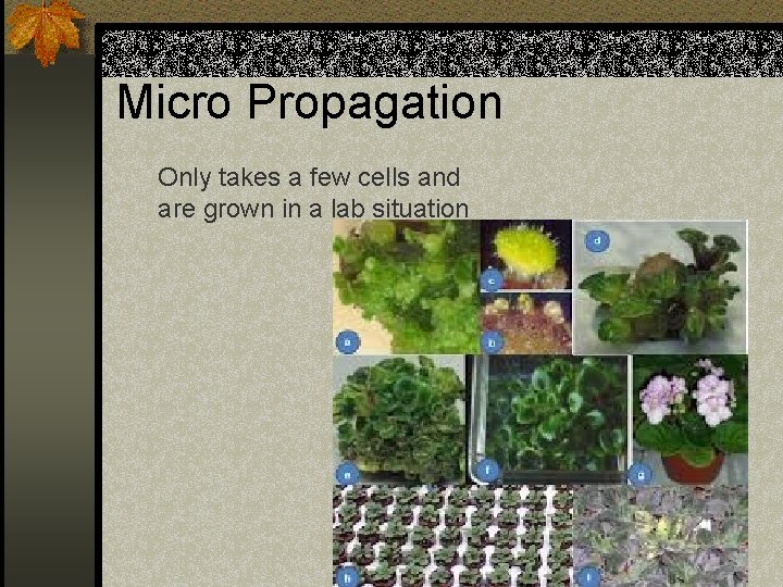 Micro Propagation Only takes a few cells and are grown in a lab situation
