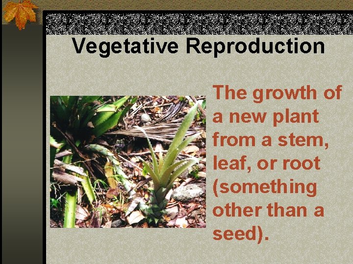 Vegetative Reproduction The growth of a new plant from a stem, leaf, or root