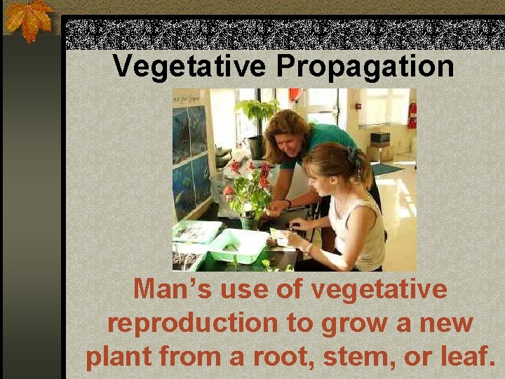 Vegetative Propagation Man’s use of vegetative reproduction to grow a new plant from a