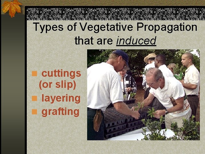 Types of Vegetative Propagation that are induced n cuttings (or slip) n layering n