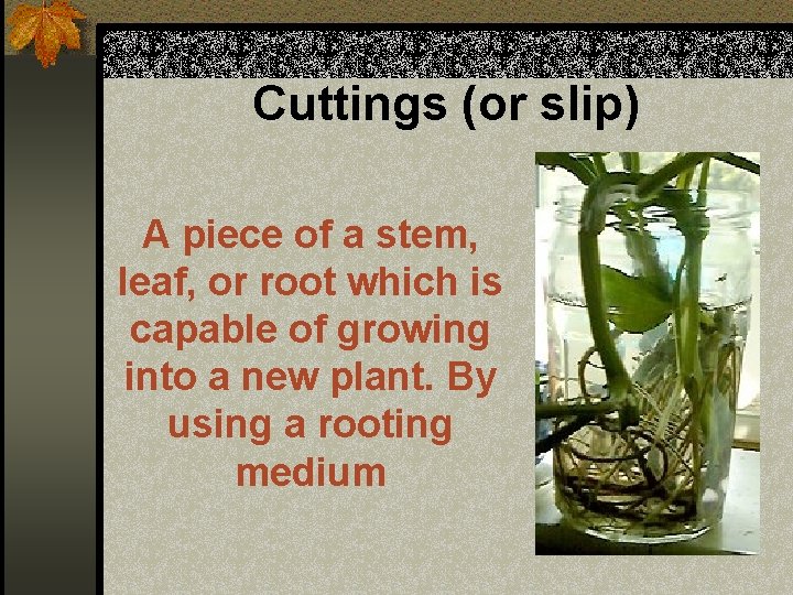 Cuttings (or slip) A piece of a stem, leaf, or root which is capable