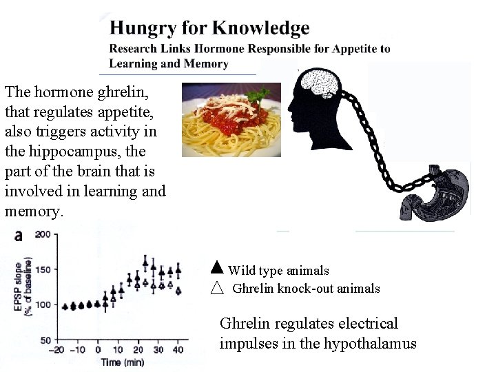 The hormone ghrelin, that regulates appetite, also triggers activity in the hippocampus, the part