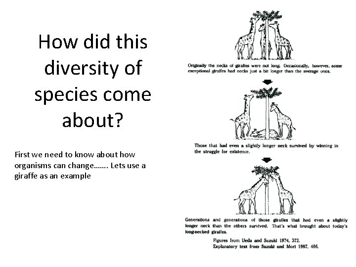 How did this diversity of species come about? First we need to know about