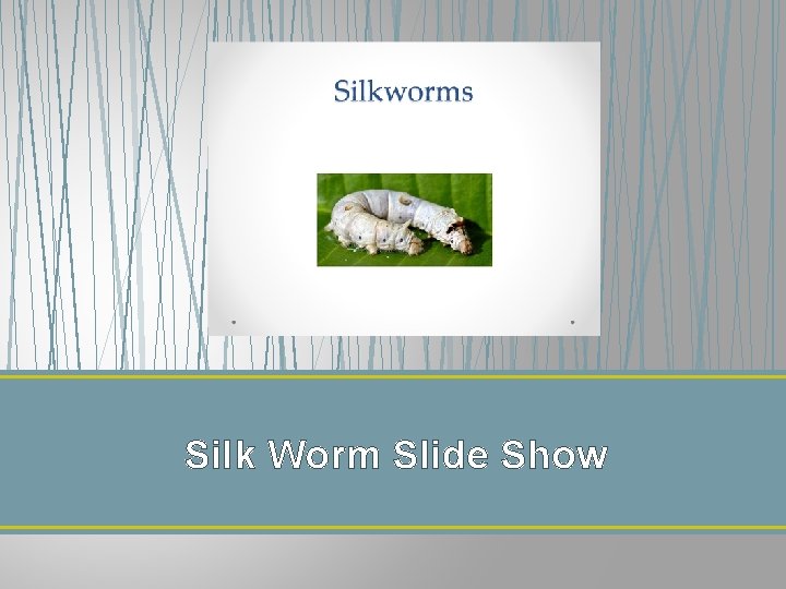 Silk Worm Slide Show 
