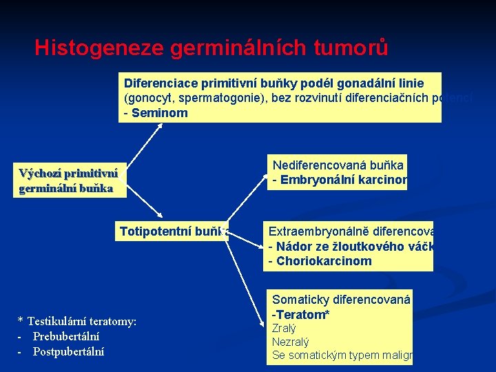 Histogeneze germinálních tumorů Diferenciace primitivní buňky podél gonadální linie (gonocyt, spermatogonie), bez rozvinutí diferenciačních