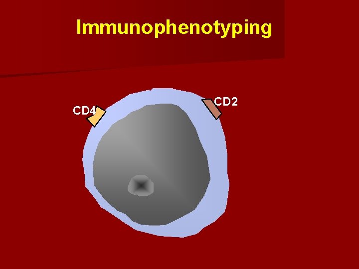 Immunophenotyping CD 4 CD 2 