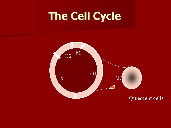 The Cell Cycle G 2 S M G 1 G 0 Quiescent cells 