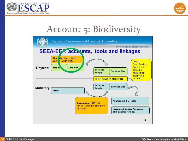 Account 5: Biodiversity 36 SEEA-EEA: Key Concepts http: //www. unescap. org/our-work/statistics 