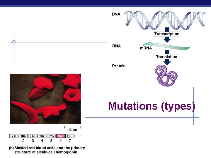 Mutations (types) AP Biology 