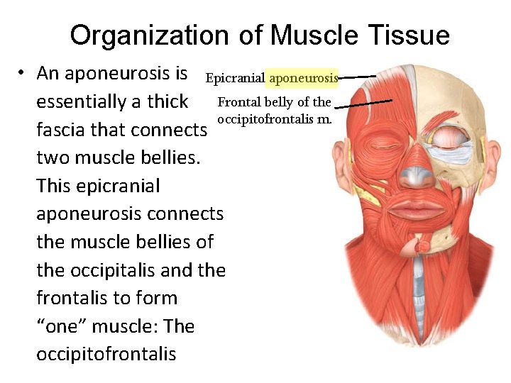 Organization of Muscle Tissue • An aponeurosis is Epicranial aponeurosis essentially a thick Frontal