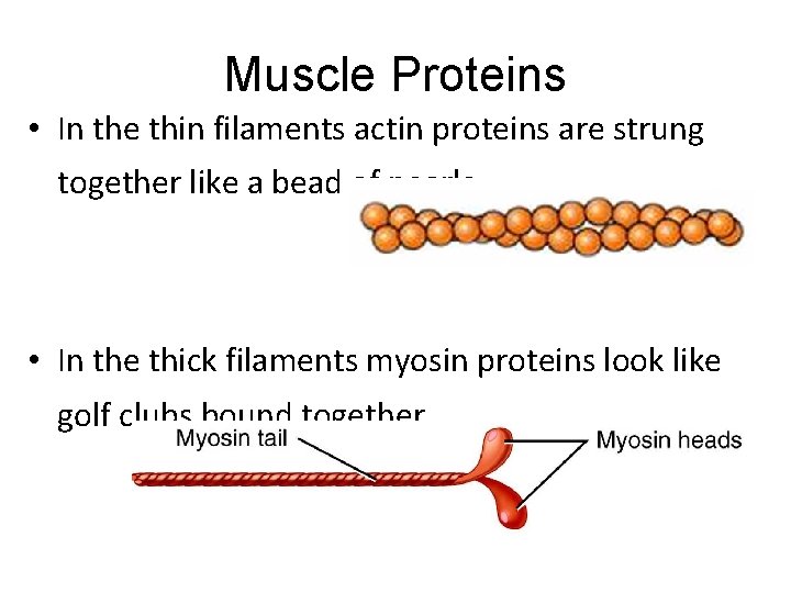 Muscle Proteins • In the thin filaments actin proteins are strung together like a