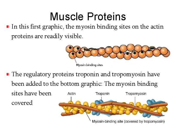 Muscle Proteins In this first graphic, the myosin binding sites on the actin proteins