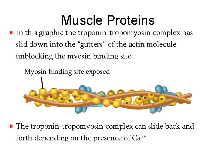 Muscle Proteins In this graphic the troponin-tropomyosin complex has slid down into the “gutters”