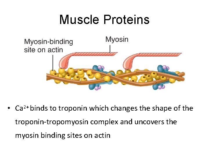 Muscle Proteins • Ca 2+ binds to troponin which changes the shape of the