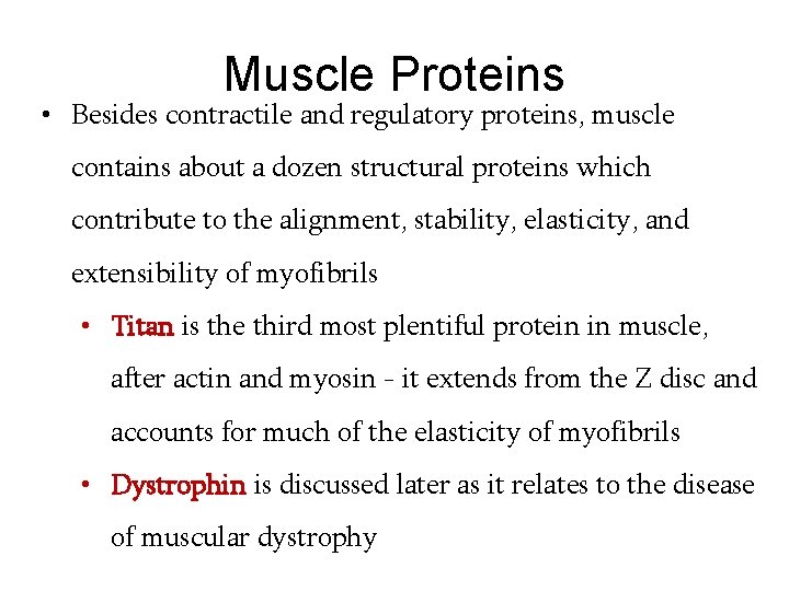 Muscle Proteins • Besides contractile and regulatory proteins, muscle contains about a dozen structural