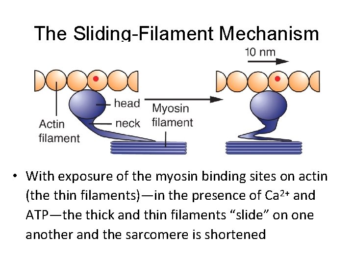 The Sliding-Filament Mechanism • With exposure of the myosin binding sites on actin (the