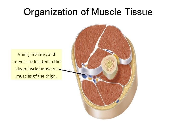 Organization of Muscle Tissue Veins, arteries, and nerves are located in the deep fascia