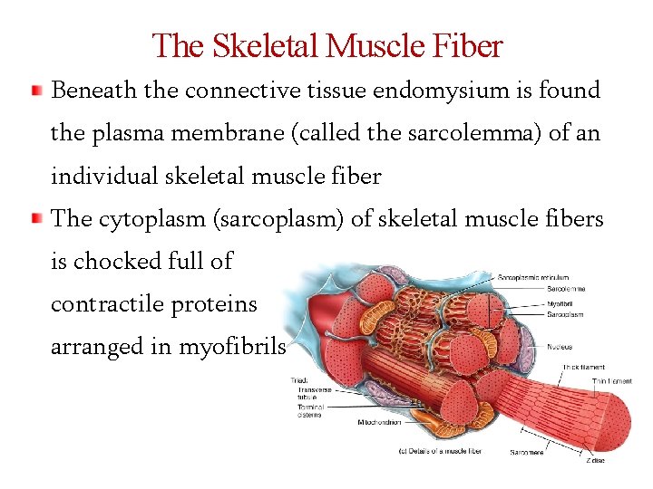 The Skeletal Muscle Fiber Beneath the connective tissue endomysium is found the plasma membrane