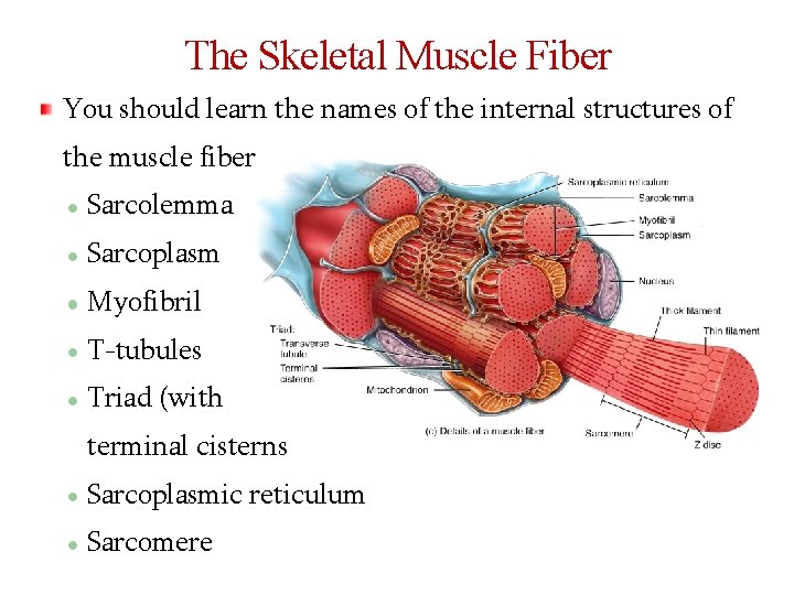 The Skeletal Muscle Fiber You should learn the names of the internal structures of