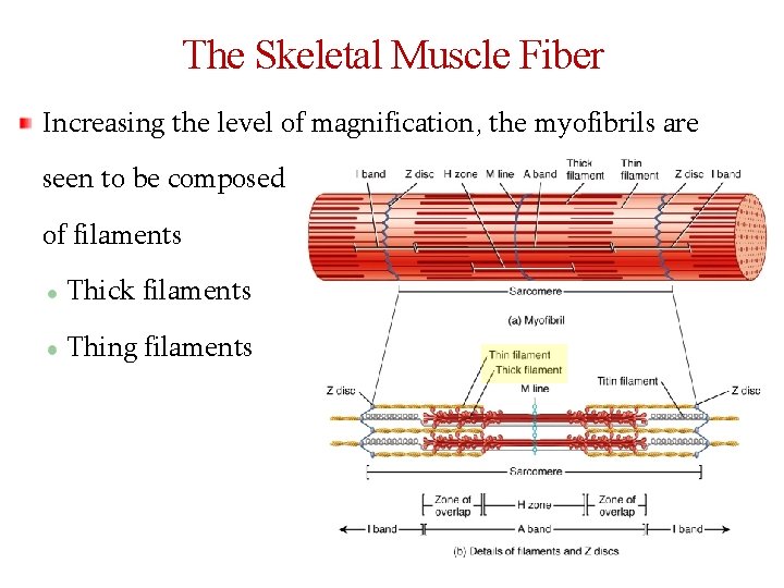 The Skeletal Muscle Fiber Increasing the level of magnification, the myofibrils are seen to