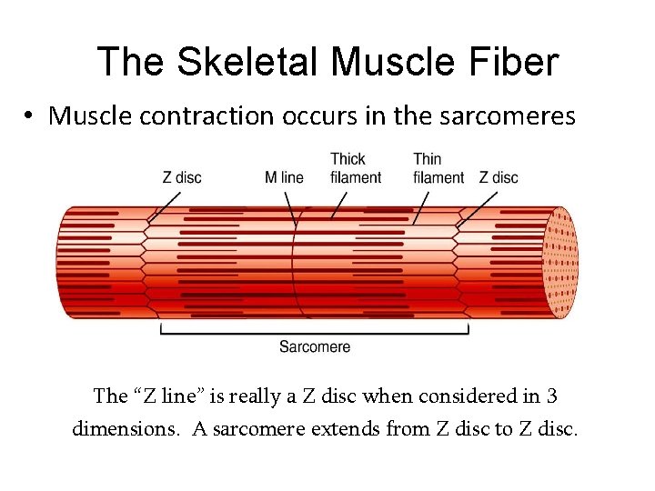 The Skeletal Muscle Fiber • Muscle contraction occurs in the sarcomeres The “Z line”