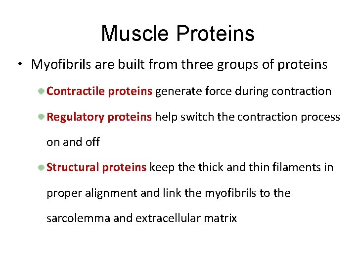 Muscle Proteins • Myofibrils are built from three groups of proteins Contractile proteins generate