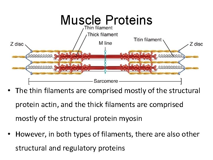 Muscle Proteins • The thin filaments are comprised mostly of the structural protein actin,