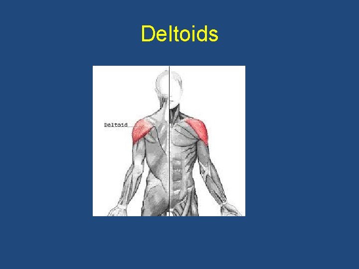 Deltoids 