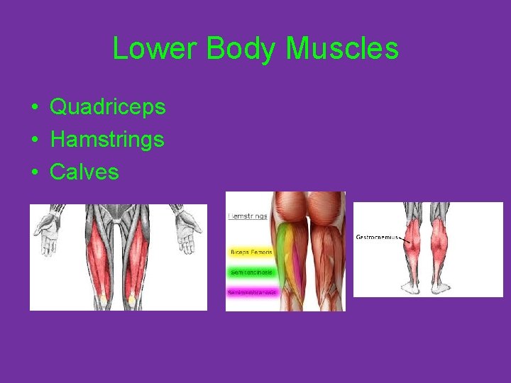 Lower Body Muscles • Quadriceps • Hamstrings • Calves 