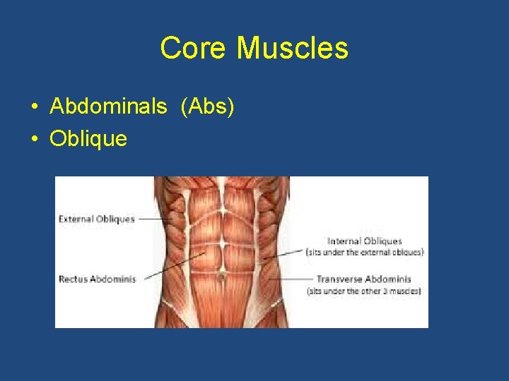 Core Muscles • Abdominals (Abs) • Oblique 