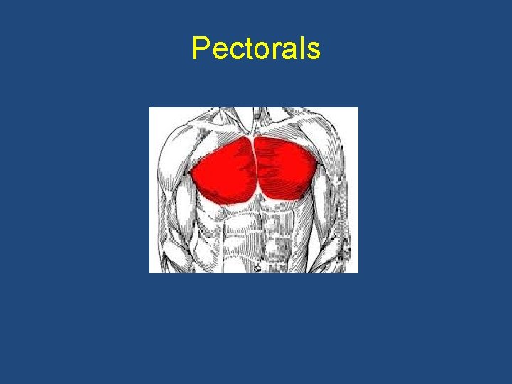 Pectorals 