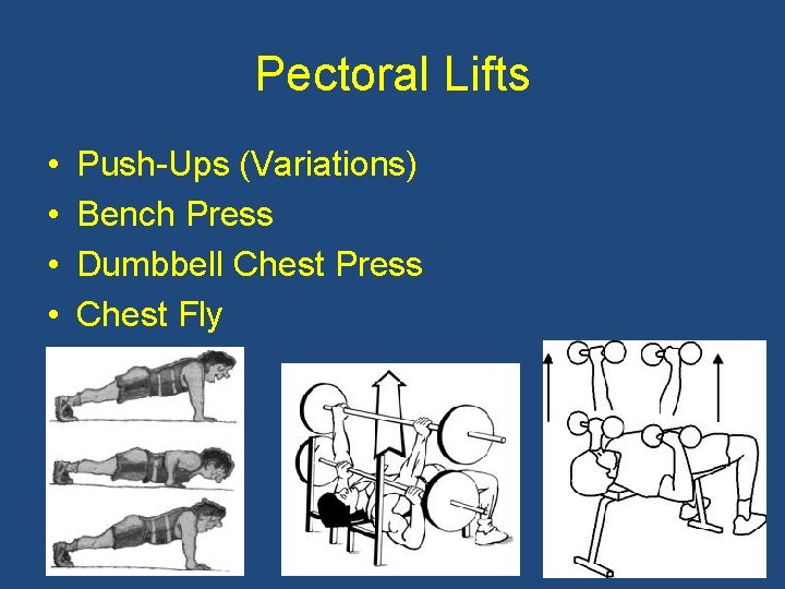 Pectoral Lifts • • Push-Ups (Variations) Bench Press Dumbbell Chest Press Chest Fly 