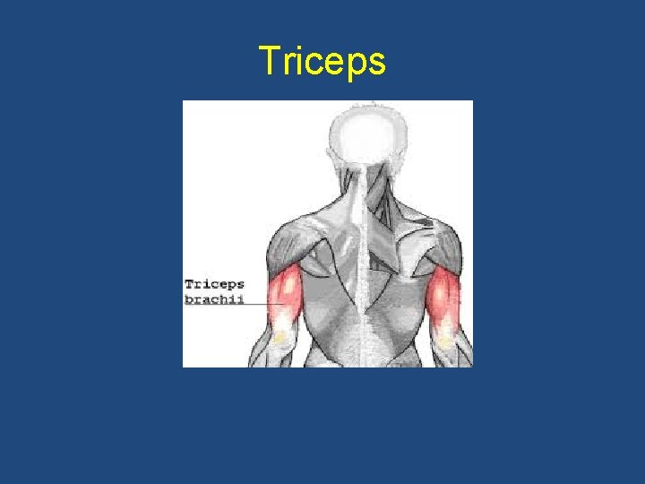 Triceps 