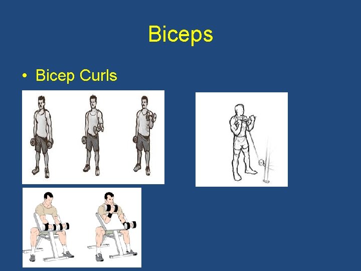 Biceps • Bicep Curls 