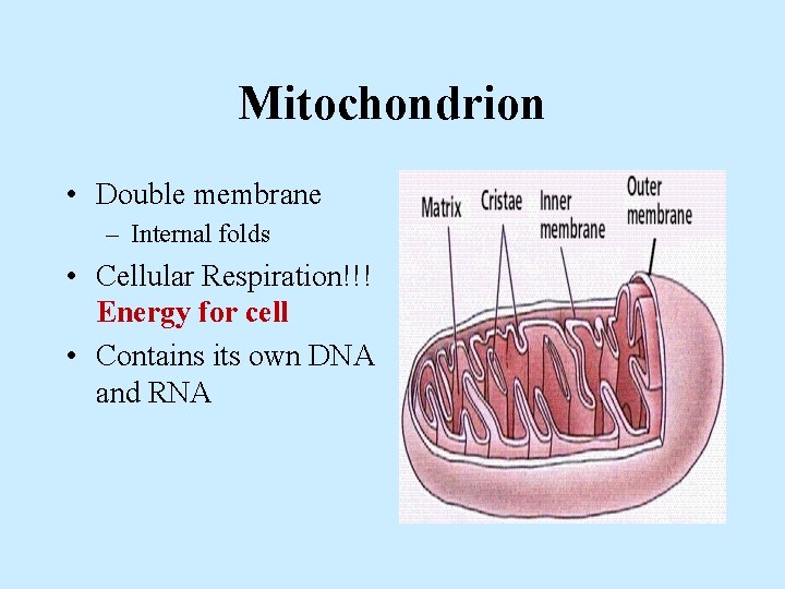 Mitochondrion • Double membrane – Internal folds • Cellular Respiration!!! Energy for cell •