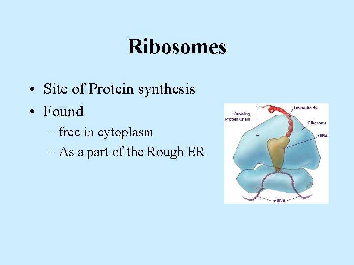 Ribosomes • Site of Protein synthesis • Found – free in cytoplasm – As