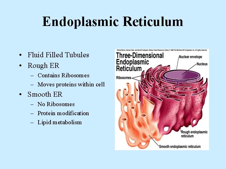 Endoplasmic Reticulum • Fluid Filled Tubules • Rough ER – Contains Ribosomes – Moves