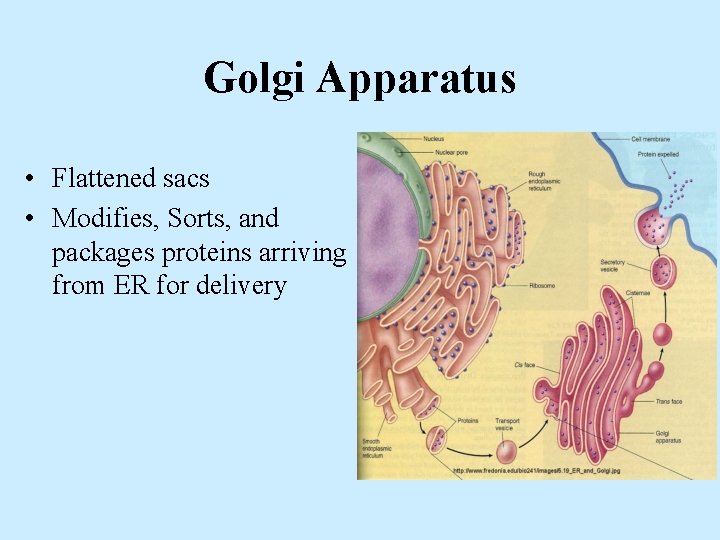 Golgi Apparatus • Flattened sacs • Modifies, Sorts, and packages proteins arriving from ER